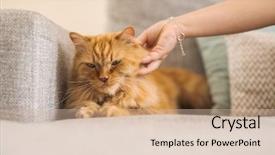  Presentation with long term care home - Amazing presentation having persa cats - cuddling beautiful ginger long hair backdrop and a soft green colored foreground