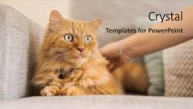  Presentation with long hair - PPT layouts consisting of persa cats - cuddling beautiful ginger long hair background and a coral colored foreground