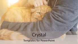  Presentation with long hair - Presentation design having persa cats - cuddling beautiful ginger long hair background and a mint green colored foreground