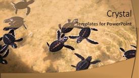  Presentation with sri lanka - Presentation theme with perseverance - newborn turtles in water seaturtles background and a yellow colored foreground