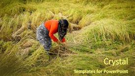  Presentation with persia - Presentation featuring persia - old farmer working on rice background and a tawny brown colored foreground