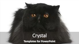  Presentation with persian - Colorful slides enhanced with persian 1 year old backdrop and a dark gray colored foreground