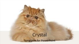  Presentation with persian - Beautiful presentation theme featuring persian 7 months old lying backdrop and a  colored foreground