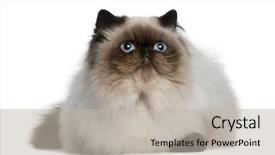  Presentation with persian - Amazing slides having persian 8 monhs old backdrop and a mint green colored foreground