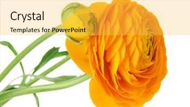  Presentation with persian - Cool new PPT theme with persian buttercups isolated on white backdrop and a yellow colored foreground