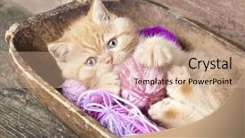  Presentation with wool - PPT theme with persian cat - exotic kitten playing background and a coral colored foreground