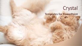  Presentation with good sales - Presentation featuring persian cat - i feel good background and a  colored foreground