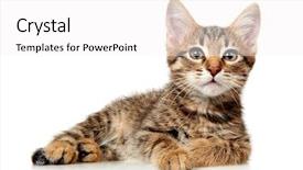  Presentation with persian - Slides having persian cat - kitten background and a white colored foreground