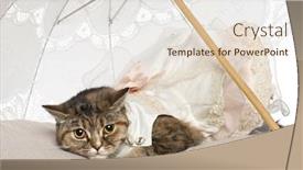  Presentation with persian - PPT layouts having persian cat 1 year old lying under parasol background and a lemonade colored foreground