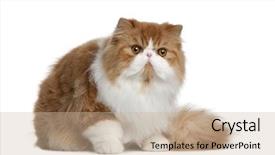  Presentation with persian - Cool new slides with persian cat 10 months old sitting in front of white background backdrop and a soft green colored foreground