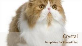  Presentation with persian - Theme enhanced with persian cat 10 months old background and a lemonade colored foreground