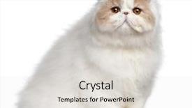  Presentation with persian - Presentation theme with persian cat 18 months old background and a light gray colored foreground