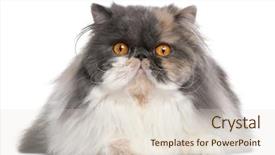  Presentation with persian - Presentation theme enhanced with persian cat 18 months old background and a  colored foreground