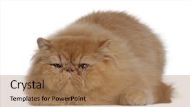  Presentation with persian - Amazing PPT layouts having persian cat 2 years old lying in front of white background backdrop and a coral colored foreground