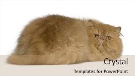  Presentation with persian - Slide deck consisting of persian cat 2 years old lying in front of white background background and a coral colored foreground