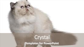 Presentation with persian - Amazing presentation theme having persian cat 2 years old looking up in front of white background backdrop and a gray colored foreground