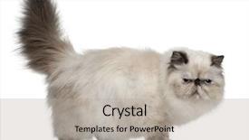  Presentation with persian - Presentation theme with persian cat 2 years old background and a  colored foreground