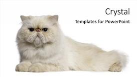  Presentation with persian - Colorful PPT theme enhanced with persian cat 2 years old lying in front of white background backdrop and a white colored foreground