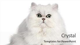  Presentation with persian - Colorful PPT theme enhanced with persian cat 2 years old backdrop and a sky blue colored foreground