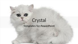  Presentation with persian - Amazing presentation having persian cat 3 months old backdrop and a light gray colored foreground