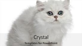  Presentation with persian - Amazing presentation theme having persian cat 3 months old sitting in front of white background backdrop and a light gray colored foreground