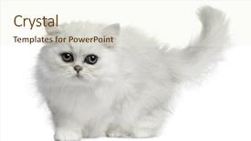  Presentation with walking cat - Beautiful presentation theme featuring persian cat 3 months old backdrop and a cream colored foreground