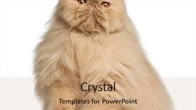  Presentation with persian - Slides enhanced with persian cat 3 years old background and a coral colored foreground