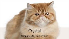  Presentation with persian - Audience pleasing presentation consisting of persian cat 5 months old backdrop and a  colored foreground