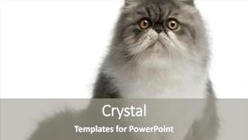  Presentation with persian - Slides enhanced with persian cat 6 months old background and a gray colored foreground