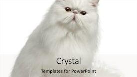 Presentation with persian - Amazing slides having persian cat 8 months old backdrop and a light gray colored foreground