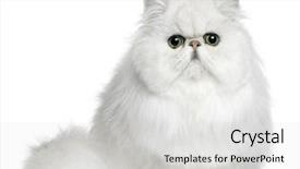  Presentation with persian cultre - Cool new presentation theme with persian cat 8 months old backdrop and a light gray colored foreground