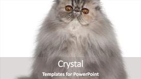  Presentation with persian - PPT theme having persian cat 8 months old background and a gray colored foreground