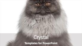  Presentation with persian - PPT layouts featuring persian cat 8 months old background and a gray colored foreground