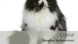 Presentation with persian - Slide deck consisting of persian cat 9 months old sitting in front of white background background and a light gray colored foreground