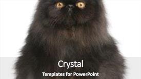  Presentation with persian - Presentation theme consisting of persian cat 9 months old background and a dark gray colored foreground