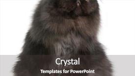  Presentation with persian cultre - Cool new presentation theme with persian cat 9 months old backdrop and a dark gray colored foreground