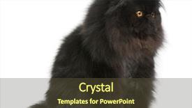  Presentation with persian - Presentation having persian cat 9 months old in front of white background background and a tawny brown colored foreground