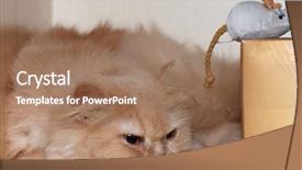  Presentation with persian - Cool new presentation with cat and her toy mouse backdrop and a coral colored foreground