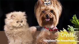  Presentation with persian - PPT theme enhanced with persian cat and yorkshire terrier background and a tawny brown colored foreground