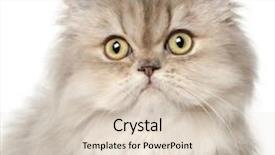  Presentation with persian - Slide set featuring persian cat in front background and a lemonade colored foreground