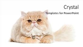  Presentation with persian - Slide set with persian cat lying in front background and a white colored foreground