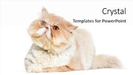  Presentation with black cat in front - Presentation consisting of persian cat lying in front background and a white colored foreground