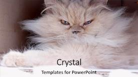  Presentation with persian - Presentation design having persian cat playing with people background and a lemonade colored foreground