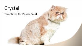  Presentation with persian - Slide set consisting of persian cat sitting in front background and a white colored foreground