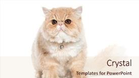  Presentation with persian - Slide set featuring persian cat sitting in front background and a lemonade colored foreground