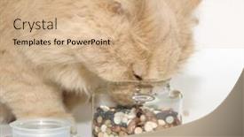  Presentation with persian - Slide deck with persian-cat-smelling-glass background and a coral colored foreground