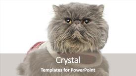  Presentation with tartan - Cool new theme with persian cat wearing a tartan harness lying looking away isolated on white backdrop and a gray colored foreground