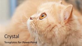  Presentation with persian - Colorful theme enhanced with persian cat backdrop and a coral colored foreground