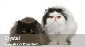  Presentation with cats - Amazing presentation theme having persian cats 2 years old backdrop and a tawny brown colored foreground