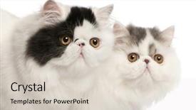  Presentation with cats - Colorful PPT theme enhanced with persian cats 6 months old backdrop and a lemonade colored foreground